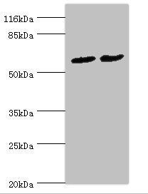 PDZD3 Antibody