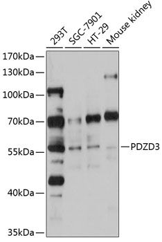 PDZD3 antibody