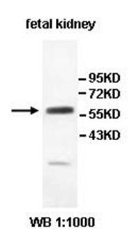 PDZD3 Rabbit Polyclonal Antibody