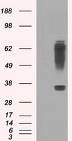 PDZK1 Antibody