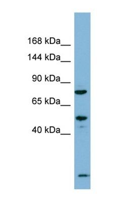 PDZRN3 antibody