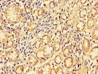 PDZRN3 Antibody