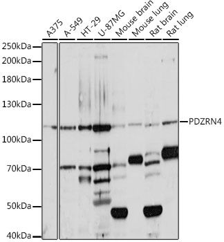 PDZRN4 antibody