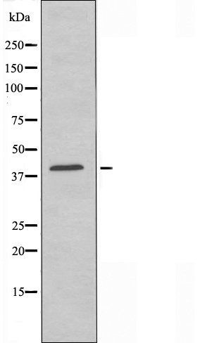 PE2R2 antibody