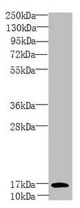 PEA15 antibody