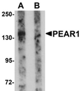 PEAR1 Antibody
