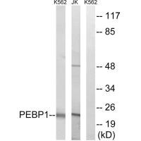 PEBP1 Antibody