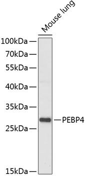 PEBP4 antibody