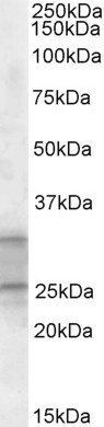 Goat anti-PEBP4 Antibody