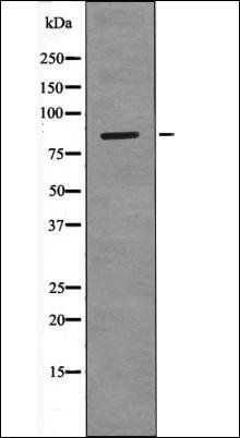 PECAM-1 (Phospho-Tyr690) antibody