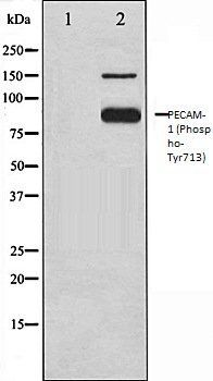 PECAM-1 (Phospho-Tyr713) antibody