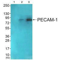 PECAM1 (Ab-713) antibody