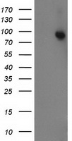 PECR antibody