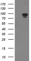 PECR Antibody