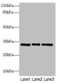 PECR antibody