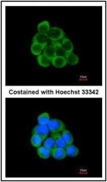PECR antibody [C2C3], C-term