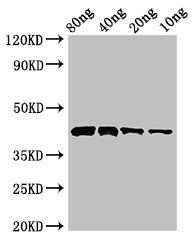 Pectate lyase 1 antibody
