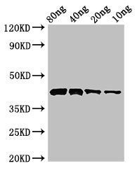 Pectate lyase 1 Antibody