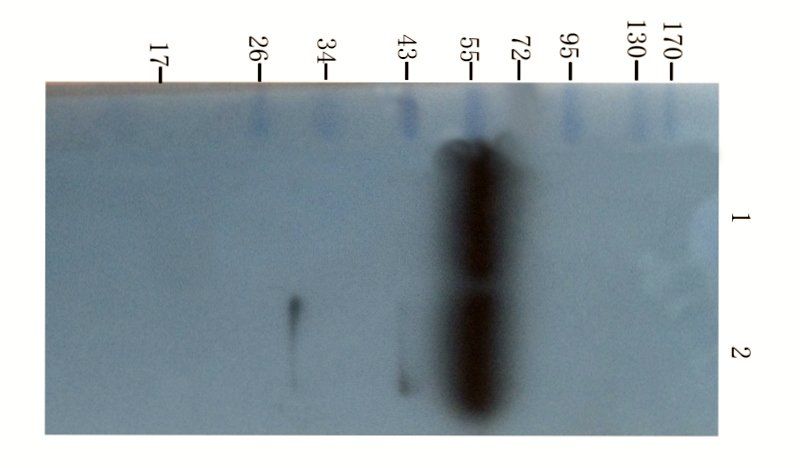 PEDF antibody