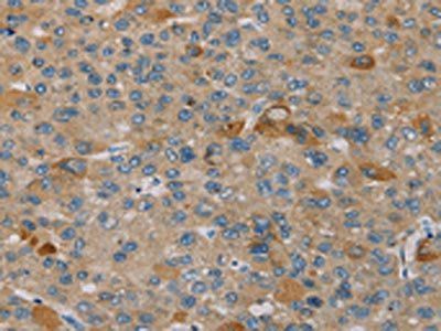 PEF1 Antibody