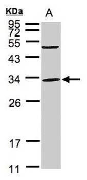 Peflin antibody