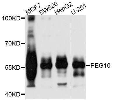 PEG10 antibody