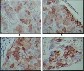 PEG10 Antibody