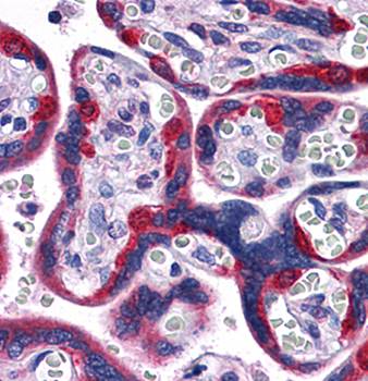 PEG10 Antibody