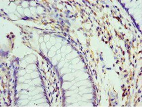 PELI1 Antibody