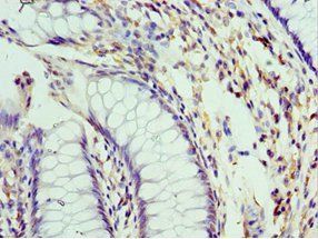 PELI1 antibody