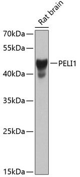 PELI1 antibody