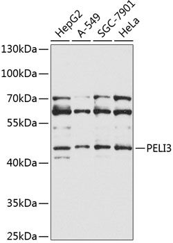 PELI3 antibody
