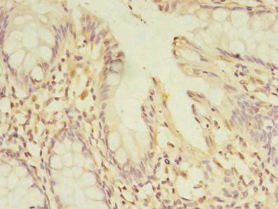 PELO Antibody
