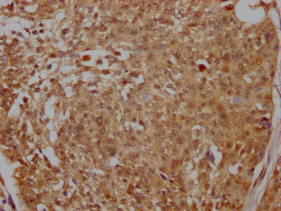 PELP1 Recombinant Monoclonal Antibody
