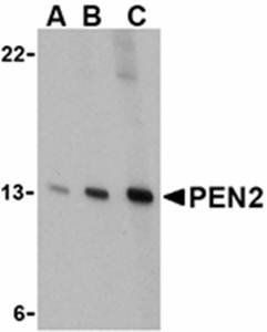 PEN2 Antibody