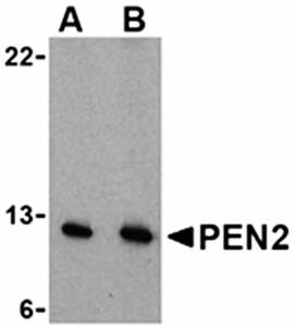 PEN2 Antibody