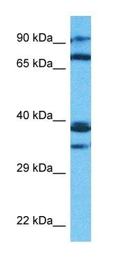 PEO1 antibody