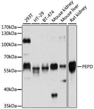 PEPD antibody
