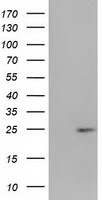 PEPD Antibody