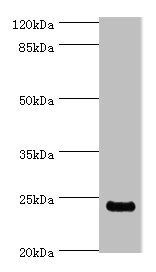 Peptidyl-prolyl cis-trans isomerase FKBP3 antibody