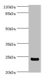FKBP3 Antibody
