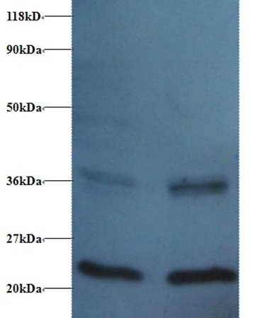 Peptidyl-prolyl cis-trans isomerase FKBP1A antibody (Biotin)
