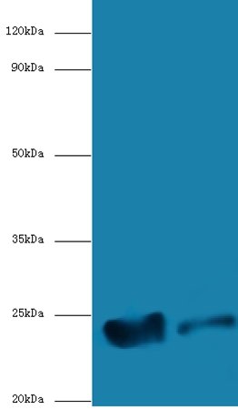 MRPL58 Antibody, Biotin conjugated