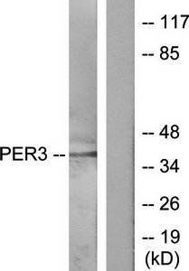 PER3 antibody
