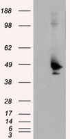 Perforin (PRF1) antibody