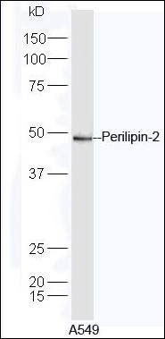 Perilipin-2 antibody