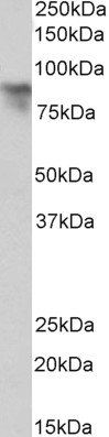 Goat anti-periostin (aa112-125) Antibody