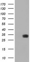 Peroxiredoxin 4 (PRDX4) antibody