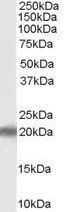 Goat anti-PERP Antibody