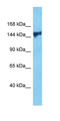 PERQ2 antibody